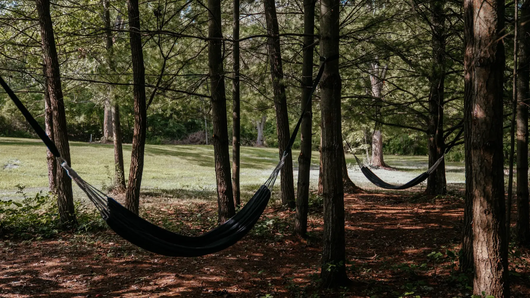 Two hammocks strung between pine trees at the edge of a mown lawn behind the cabin, in dappled afternoon shade