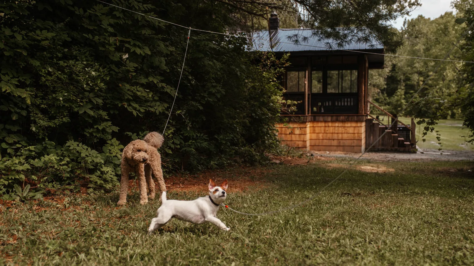 Two dogs playing in the yard beside the 19A Cabin