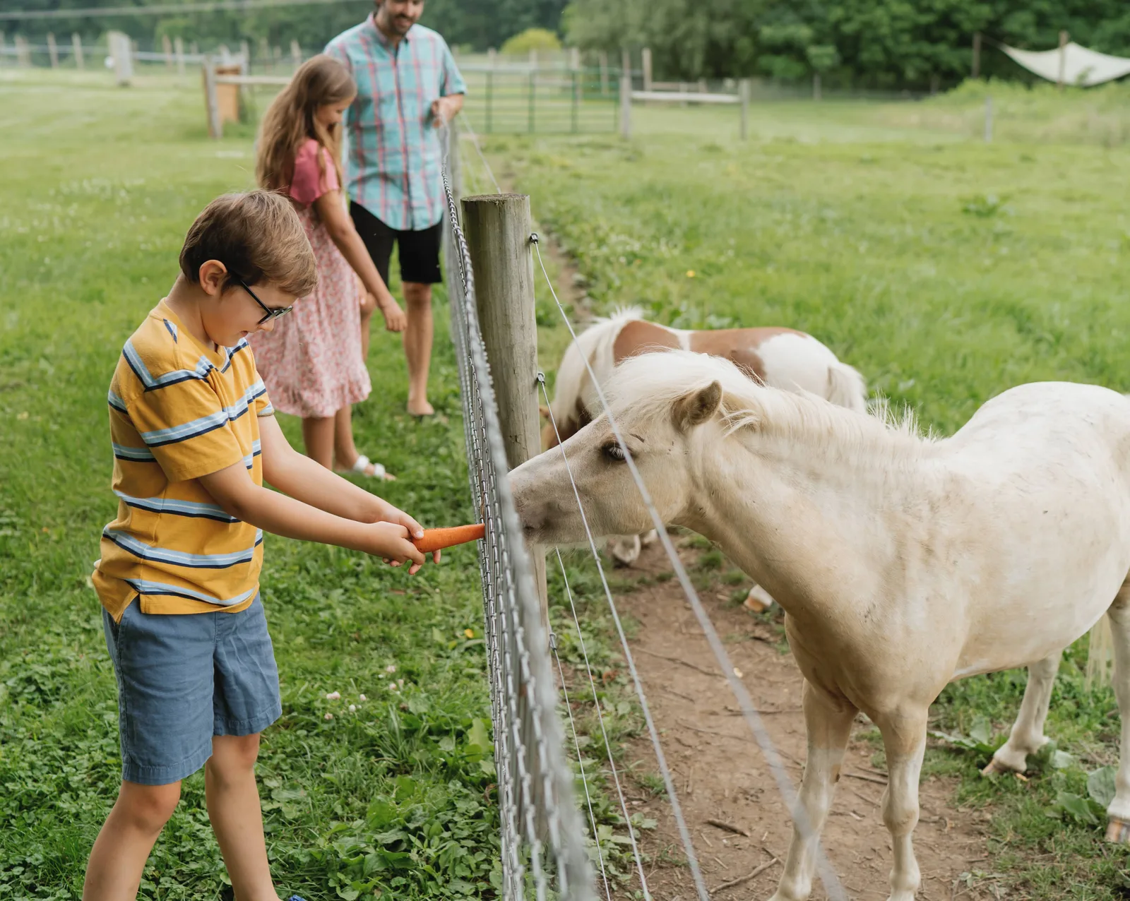 Children greeting the small horses at the Dell Collective farm