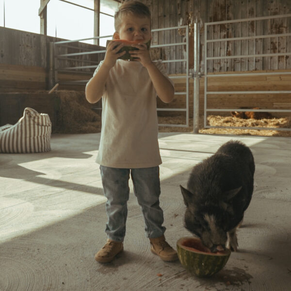 Dell Collective animal experience