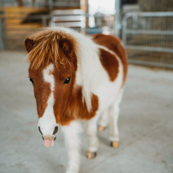 Dell Collective animal experience
