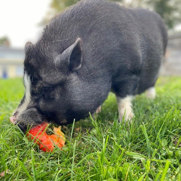 Hazel nosing a tomato in the grass
