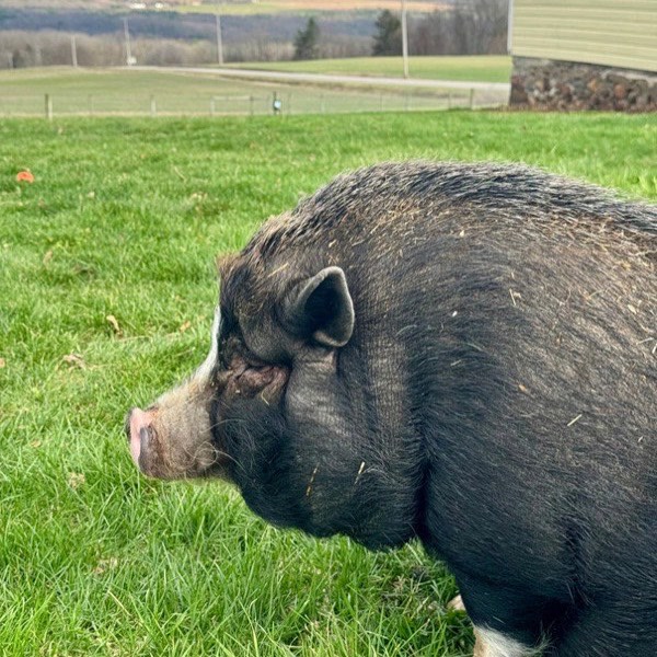 Hazel the pot-bellied pig standing in the pasture